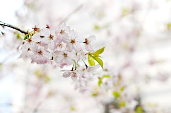 Selective Photography of White 5 Petaled Flower