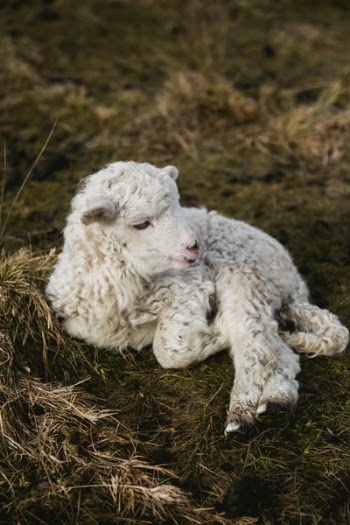 Selective Photography of White Lamb on Hay