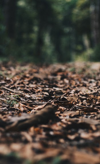 Selective Photography Of Withered Leaves On Ground