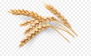 Selenium Oat Grain Malt Food - oats 