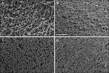SEM micrographs of PUAO-CPO cryogels (A) 0% CPO, (B) 1% CPO, (C) 2 ...