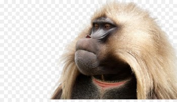 Semien Mountains Macaque Simien Mountains National Park Gelada Baboons - babbon transparency and translucency 