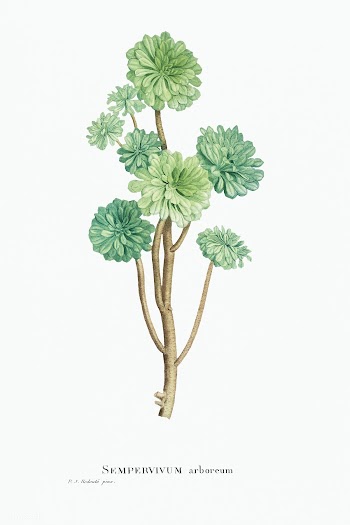 Sempervivum Arboreum (Tree Houseleek)  from Histoire des Plantes Grass.. | Free public domain illustration - 2348691