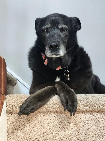 Senior Black Labrador Mix Resting on Stairs