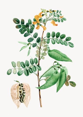 Senna plant | Free stock vector - 568422