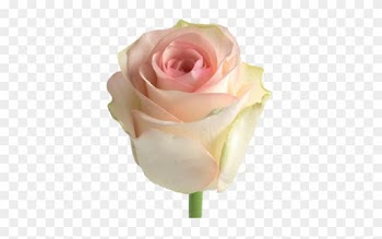 Senorita - Garden Roses