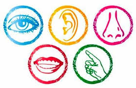Sense Organs PNG Transparent Sense Organs.PNG Images. | PlusPNG