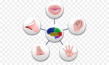 Sense Perception Sensory nervous system Sara Valentine Holistic Health Clip art - 5 Senses 