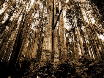 Sepia Photo of Forest