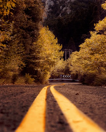 Sepia Photography of Asphalt Road in Between Trees