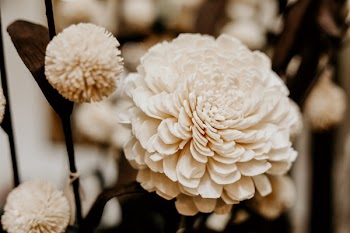 Sepia Photography of Flowers