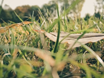 Sepia Photography of Grass during Daytime