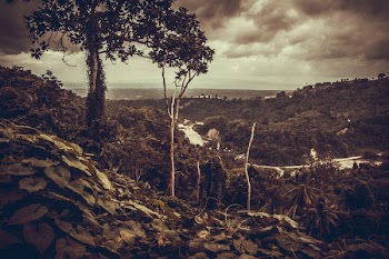 Sepia Photography of Trees Under Cloudy Sky