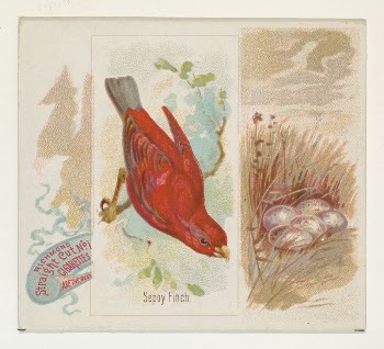 Sepoy Finch, from the Song | Free Photo - rawpixel