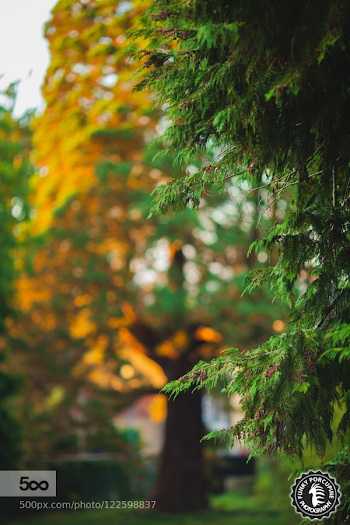 Sequoia on sunlight fire by funkyporcupine | Nature in 2019 ...