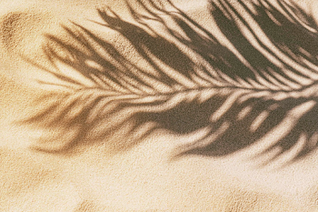 Serene Abstract Beach Scene with Palm Shadows