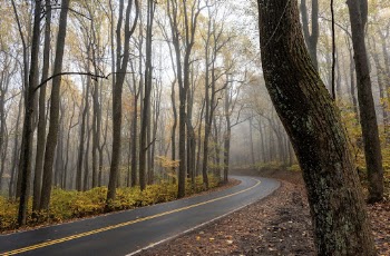 Serene Autumn forest, skyline drive | Free Photo - rawpixel