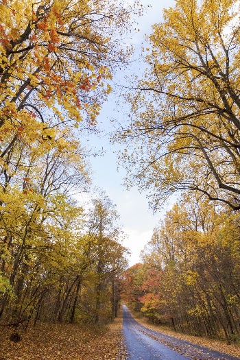 Serene Autumn forest, skyline drive | Free Photo - rawpixel