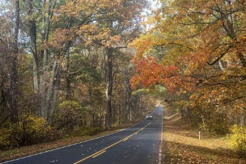 Serene Autumn forest, skyline drive | Free Photo - rawpixel