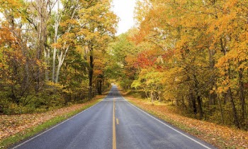 Serene Autumn forest, skyline drive | Free Photo - rawpixel