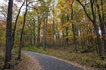 Serene Autumn forest, skyline drive | Free Photo - rawpixel