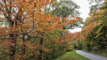 Serene Autumn forest, skyline drive | Free Photo - rawpixel