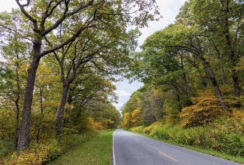 Serene Autumn forest, skyline drive | Free Photo - rawpixel