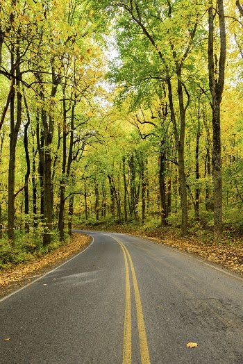 Serene Autumn forest, skyline drive | Free Photo - rawpixel