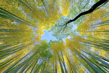 Serene Bamboo Grove View
