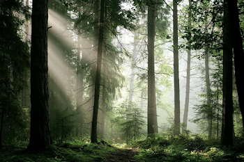 Serene Dawn in an Old-Growth Evergreen Forest