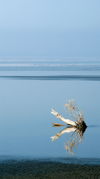 Serene Driftwood Reflection on Tranquil Coastal Sand
