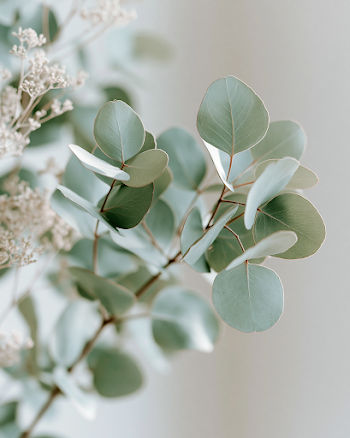 Serene Eucalyptus in Soft Minimalist Background
