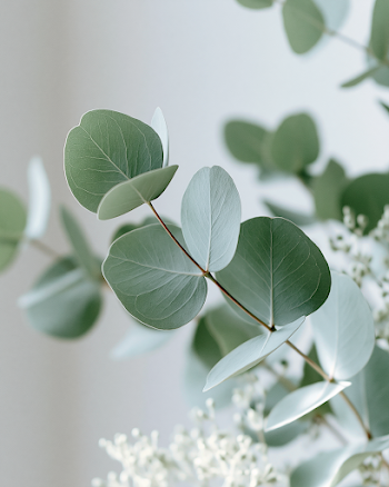 Serene Eucalyptus Leaves in Soft Light