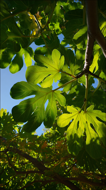 Serene Fig Tree Canopy with Dappled Sunlight