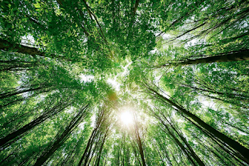 Serene Forest Canopy with Sunlight