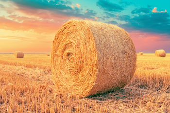 Serene Golden Wheat Field at Sunset