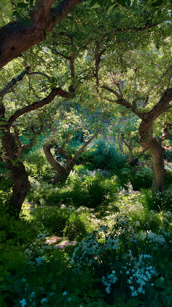 Serene Green Garden with Apple Trees