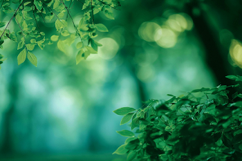 Serene Green Leaves in Soft Focus