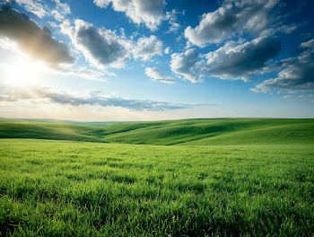 Serene Green Meadow Under Bright Blue Sky