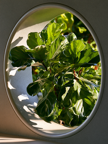 Serene Greenery Through Circular Frame