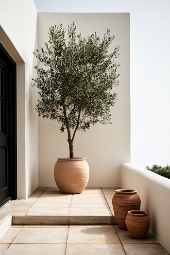 Serene House Entrance with Olive Tree and Terracotta Pots