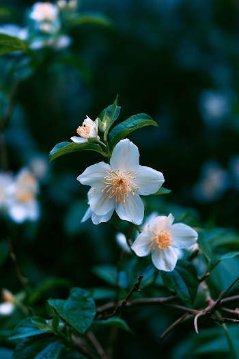 Serene Jasmine Blossom in Monet Style