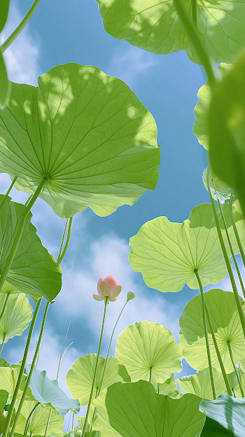 Serene Lotus Blossom Under Azure Sky