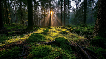 Serene Old-Growth Conifer Forest at Sunrise