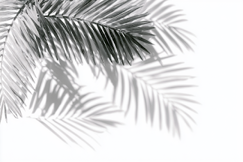 Serene Palm Leaf Shadows on White