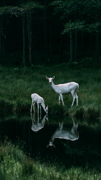 Serene Scene of White Bucks at Midnight Pond