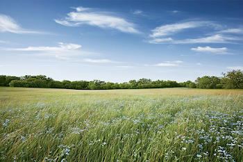 Serene Spring Meadow Under Blue Sky
