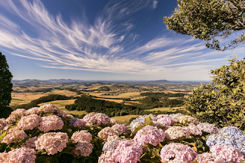Serene Summer Landscape with Blooming Hydrangeas