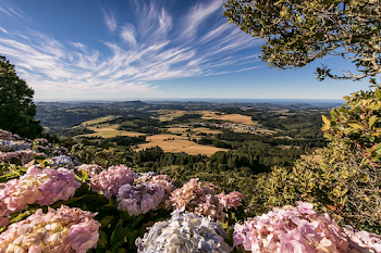 Serene Summer Landscape with Blooming Hydrangeas