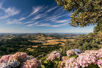 Serene Summer Valley View with Blooming Hydrangeas